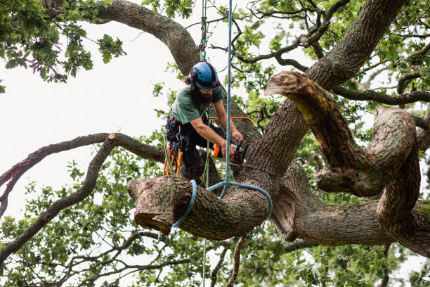 Best Root Management and Removal  in USA